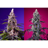 Sweet Seeds -  American Pie Auto Mix - 4 Pack
