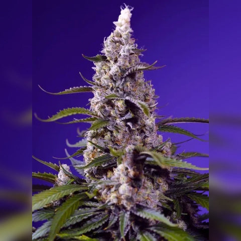 Sweet Seeds - Banana Cream Cake XL Auto