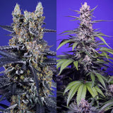 Sweet Seeds - Delicious & Resinous Auto Mix - 4 Pack