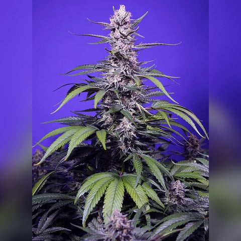 Sweet Seeds - Permanent Marker XL Auto