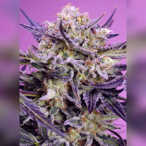 Sweet Seeds - Pink Guava F1 Fast Version