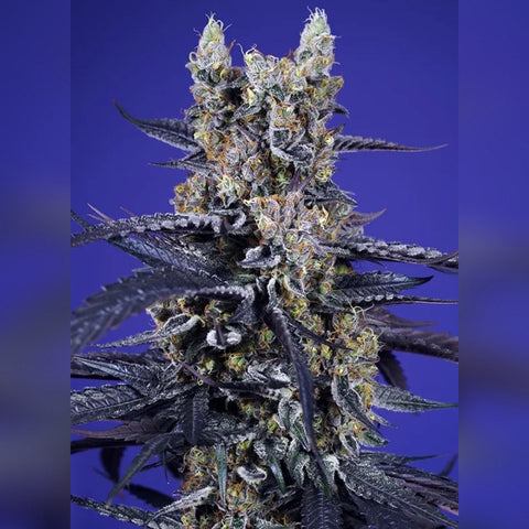 Sweet Seeds - Super Boof XL Auto