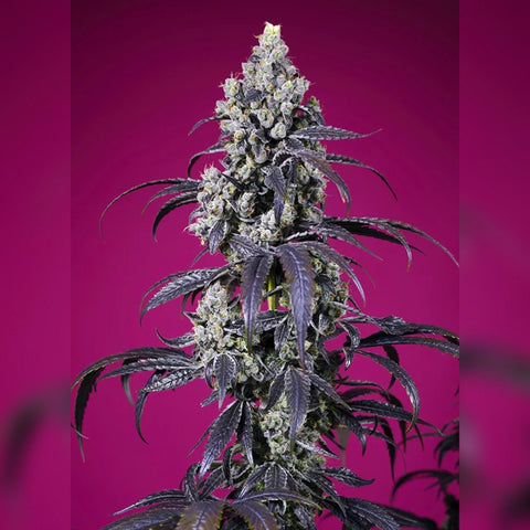 Sweet Seeds - Tropicanna Cherry XL Auto