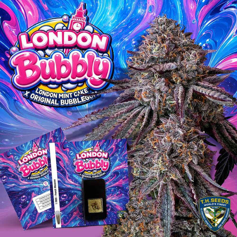 T.H. Seeds - London Bubbly - Pack of 2