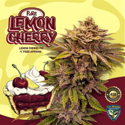 T.H. Seeds - Pure Lemon Cherry