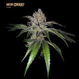 T.H. Seeds - Mon Cherry