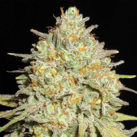 Ultra Genetics - Sour Cheese Gob Stopper