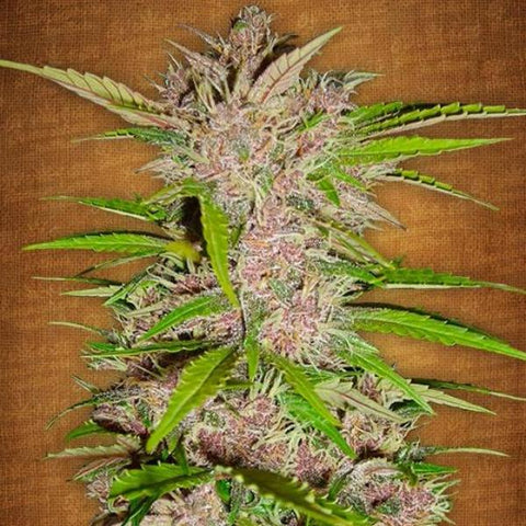 Fast Buds - Fastberry - The JuicyJoint