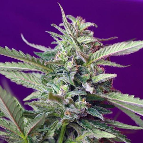 Sweet Seeds - Sweet Afghani Delicious S.A.D. Auto