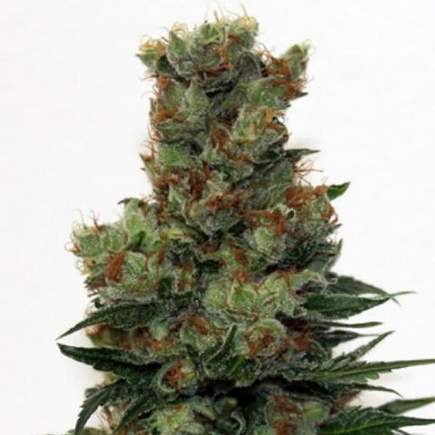 Ripper Seeds - Badazz - The JuicyJoint