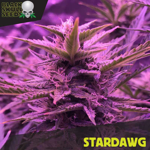 Black Skull Seeds - Stardawg
