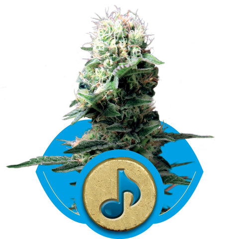 Royal Queen Seeds - Dance World (CBD) - The JuicyJoint