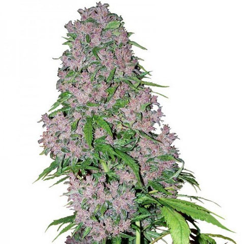 White Label - Purple Bud