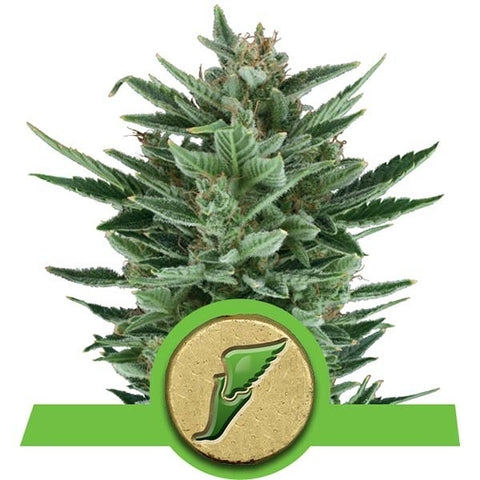 Royal Queen Seeds - Quick One - The JuicyJoint