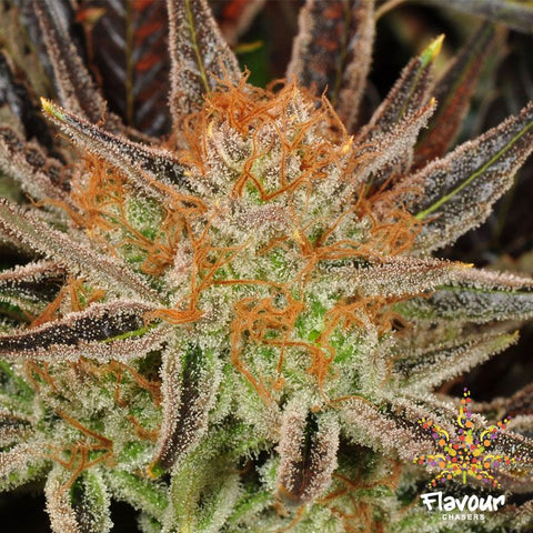 Flavour Chasers Seeds - Grand Daddy Banner (GDB)