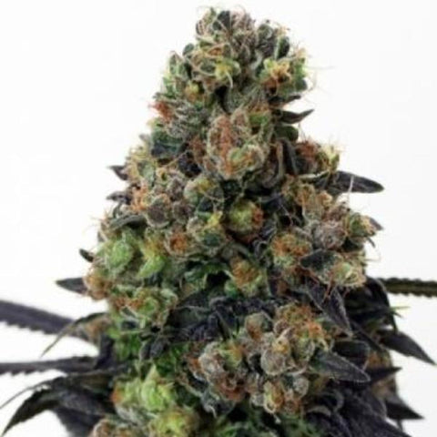 Ripper Seeds - Acid Dough Seeds - The JuicyJoint