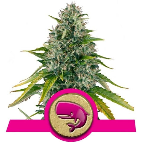 Royal Queen Seeds - Royal Moby - The JuicyJoint