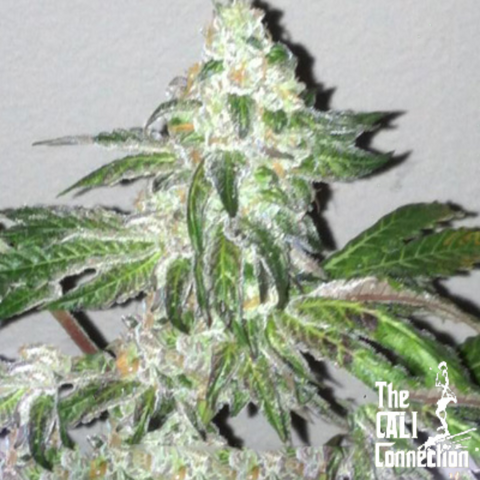 The Cali Connection - Girl Scout Cookies