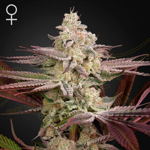 Green House Seeds - Chemical Bride