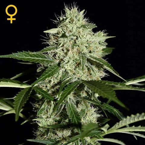 Green House Seeds - Northern Lights Auto - The JuicyJoint