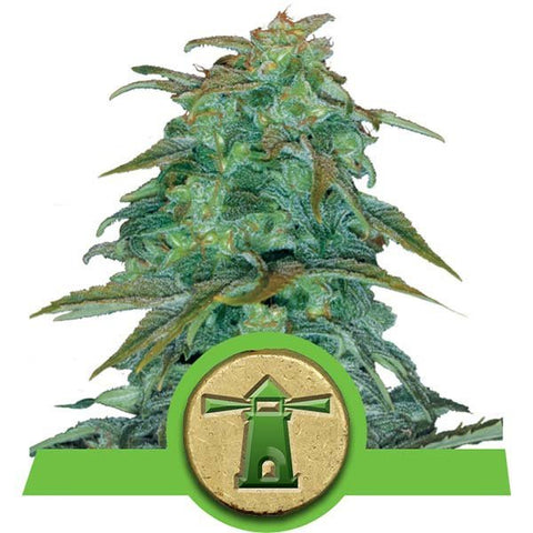 Royal Queen Seeds - Royal Haze Automatic - The JuicyJoint