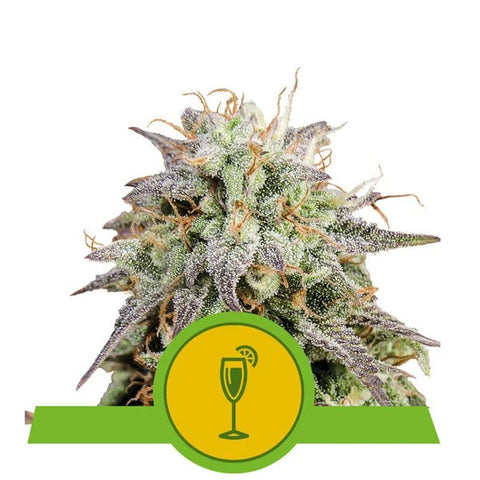 SALE!! Royal Queen Seeds - Mimosa Automatic