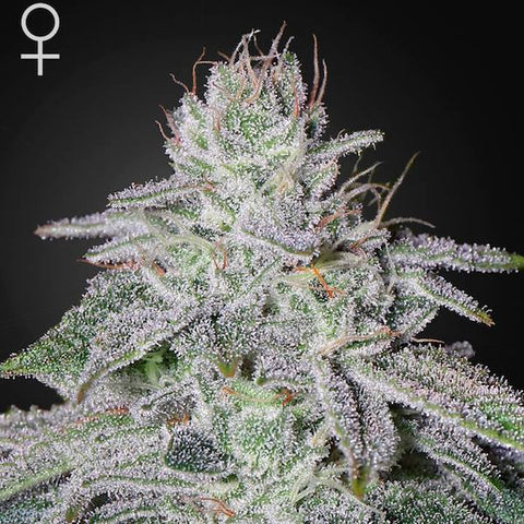 Green House Seeds - Franco's Lemon Cheese - The JuicyJoint