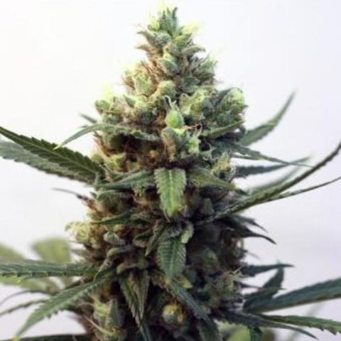 Ripper Seeds - Toxic Seeds - The JuicyJoint