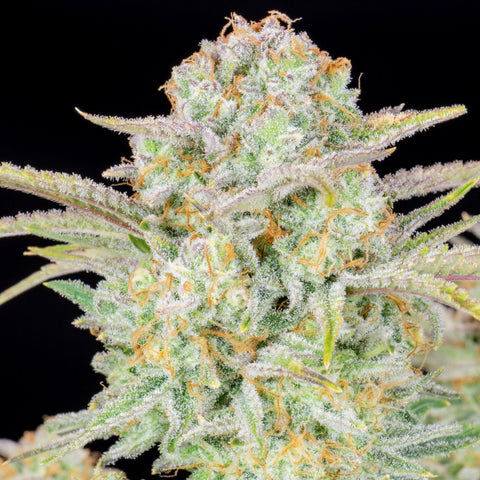 SALE!! Fast Buds - Bruce Banner Auto