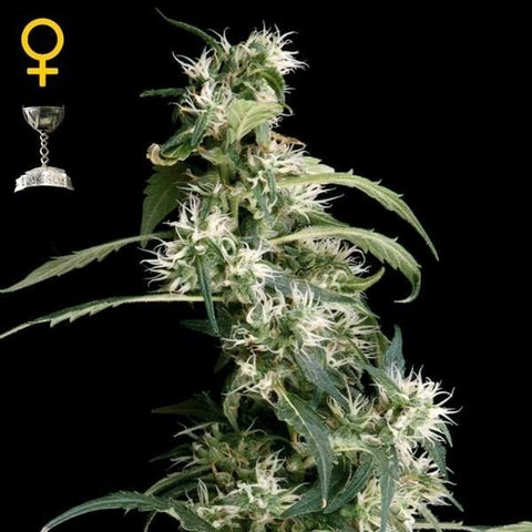 Green House Seeds - Arjan's Ultra Haze #2 - The JuicyJoint