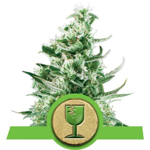 Royal Queen Seeds - Royal Critical Automatic - The JuicyJoint
