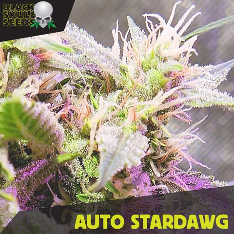 Black Skull Seeds - Auto Stardawg