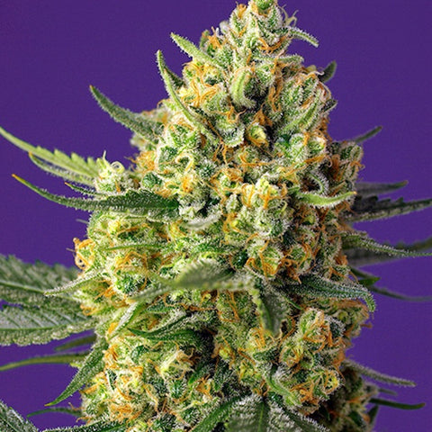 Sweet Seeds - Crystal Candy XL Auto®