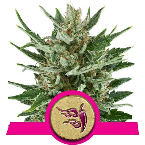 Royal Queen Seeds - Speedy Chile fast Version - The JuicyJoint