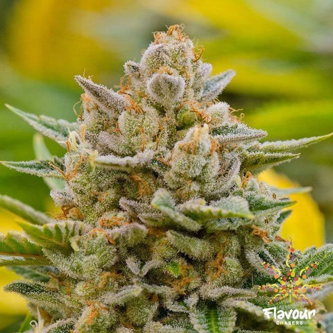 Flavour Chasers Seeds - Guava