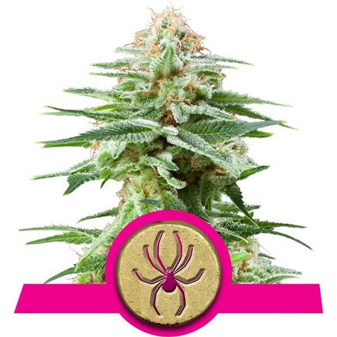 Royal Queen Seeds - White widow - The JuicyJoint