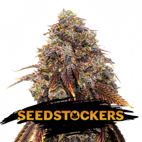 Seedstockers - Gelato #41