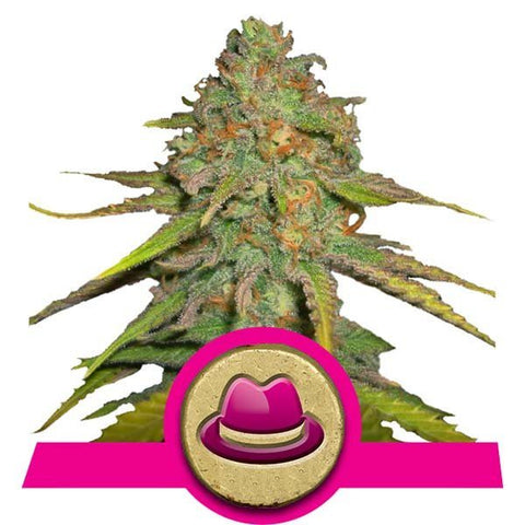 Royal Queen Seeds - OG Kush - The JuicyJoint
