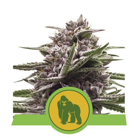 Royal Queen Seeds - Royal Gorilla Auto - The JuicyJoint