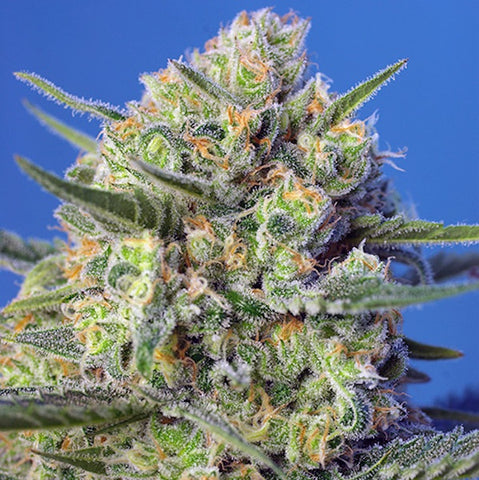 Sweet Seeds - Crystal Candy F1 Fast Version