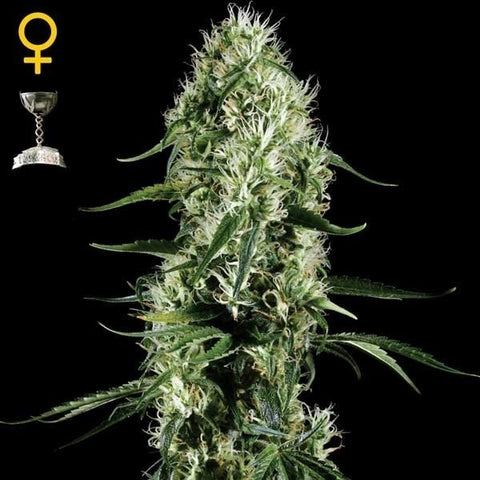 Green House Seeds - Super Silver Haze - The JuicyJoint