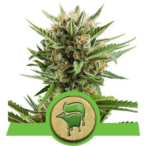 Royal Queen Seeds - Sweet Skunk Automatic - The JuicyJoint