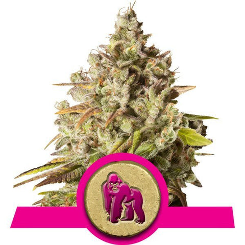 Royal Queen Seeds - Royal Gorilla - The JuicyJoint