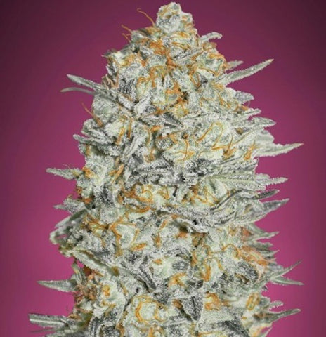 Advanced Seeds - Gelato #33