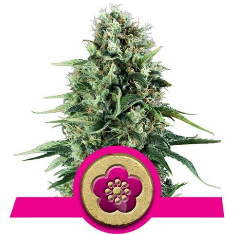 Royal Queen Seeds - Power Flower - The JuicyJoint
