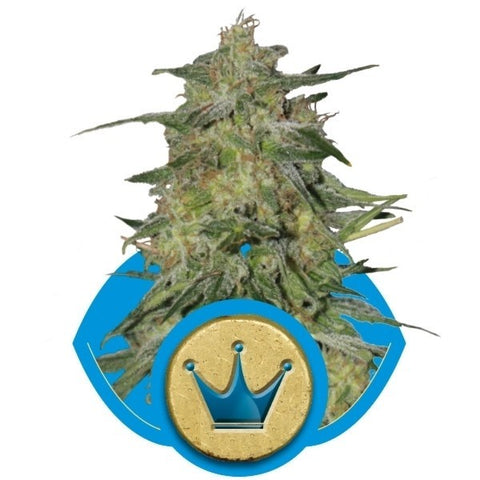 Royal Queen Seeds - Royal Highness CBD - The JuicyJoint