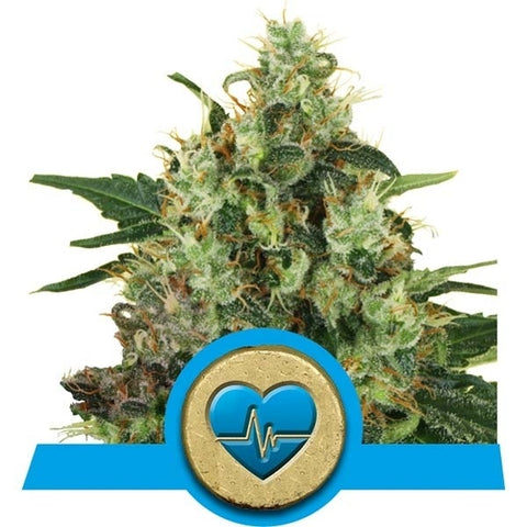 Royal Queen Seeds - Medical Mass (CBD) - The JuicyJoint