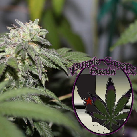 Purple Caper Seeds - Gelato BX Regular - The JuicyJoint