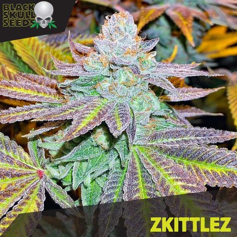 Black Skull Seeds - Zkittlez