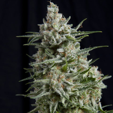 Pyramid Seeds - Anesthesia - The JuicyJoint